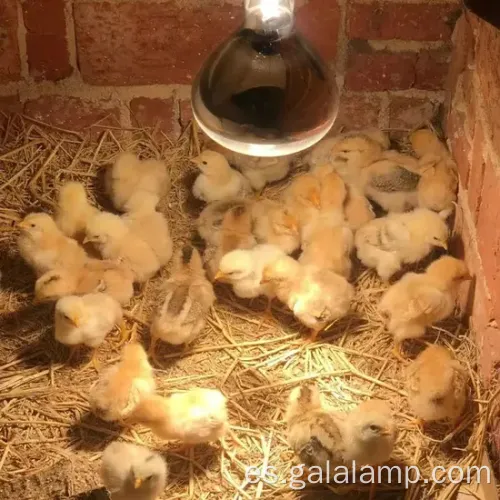 E27 150W Bulbo de calor infrarrojo rojo